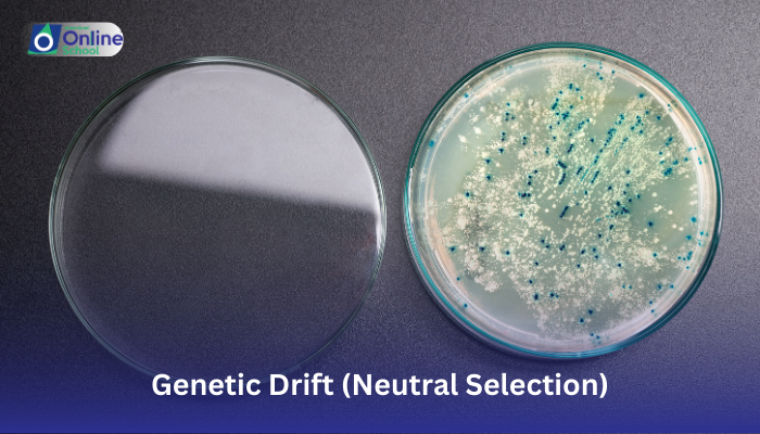 Lesson 11: Explanation of Genetic Drift (Neutral Selection)